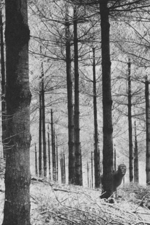 black and white photo of a smallman in a forest
