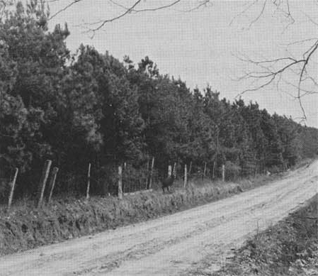 photo of a smallman standing near a forest next to a road in the distance
